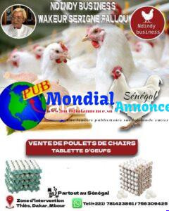 Œufs Et Poulets De Chair