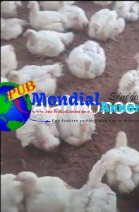 Poulets De Chair à Vendre