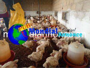 Poulets 