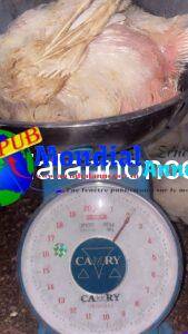 Poulets