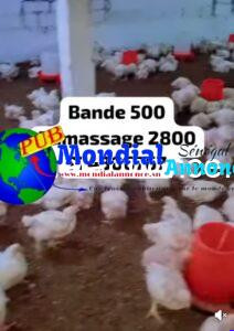 Poulets