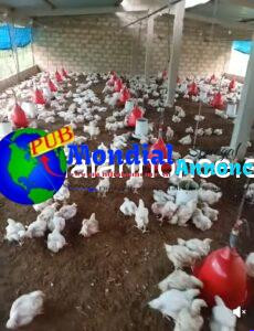 Poulets 
