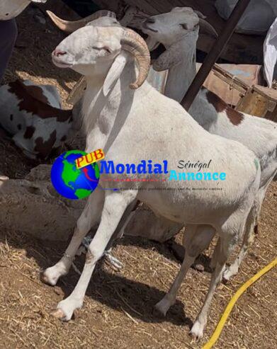 Mouton Toulabir Pur Sang à Vendre au 77 834 16 07