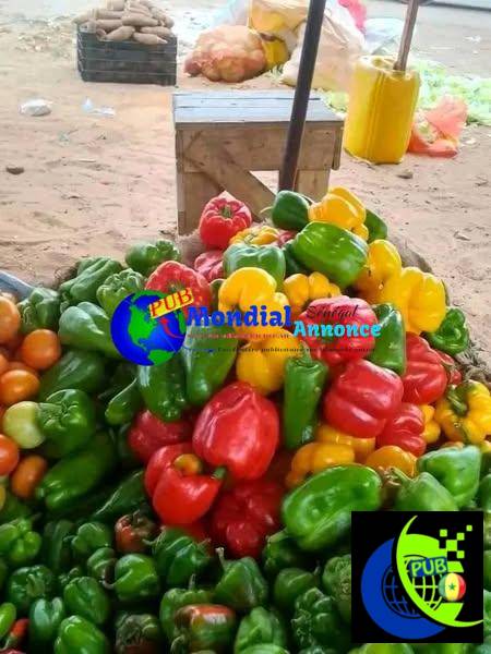 Kaay ndougou en ligne Numéro commercial 774470049