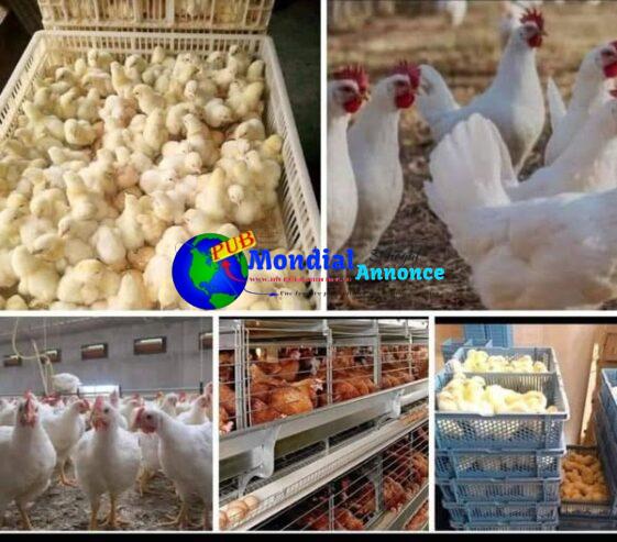 Caisses de 50 poussins locaux améliorés disponible à 15000FCFA