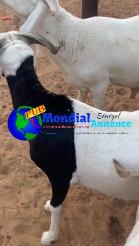 Moutons à Vendre à Partir de 150.000 FCFA au 77 648 88 64