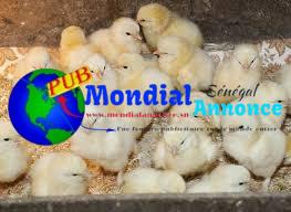 poussins locaux