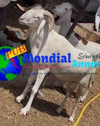 Mouton Toulabir