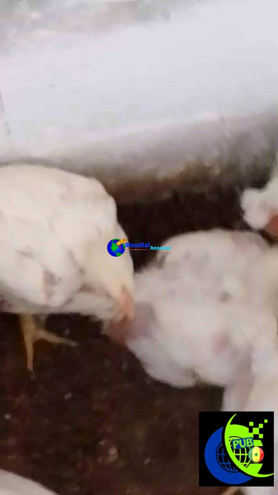Poulets de Chair Frais à Sébikotane dispo à 2 900 F CFA l’unité