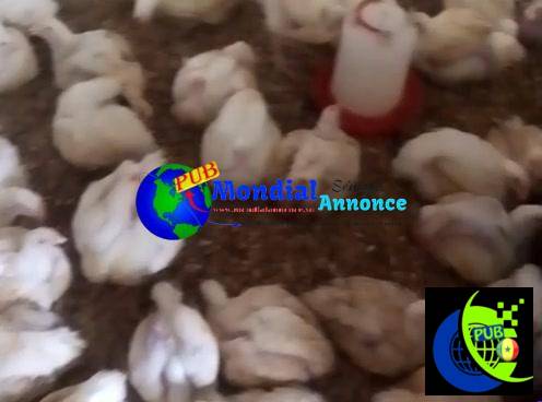 Poulets de chair à vendre à Niague – 2 600 FCFA l’unité