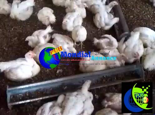 Poulets de chair 1kg800 á 2600fcfa disponibles à Niague