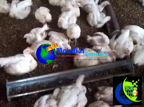 Poulets de chair 1kg800 á 2600fcfa disponibles à Niague