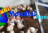 Poulets de Chair 1kg800 Disponibles à Niague Vente en Gros