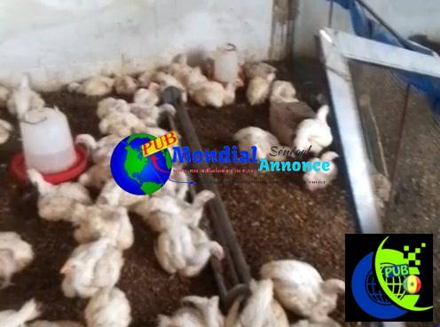 Poulets de Chair 1kg800 Disponibles à Niague Vente en Gros