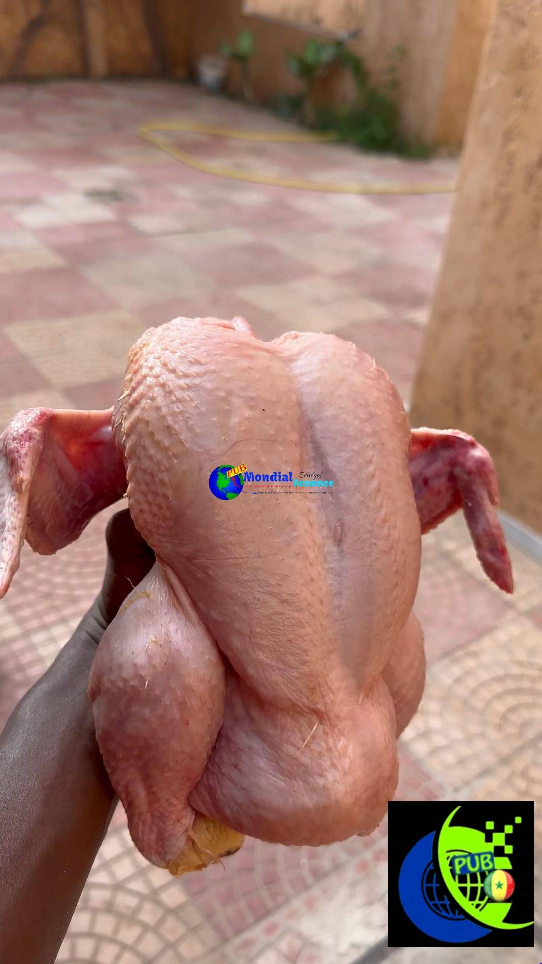Poulets Frais disponibles à Ngor. Contact : 777785225