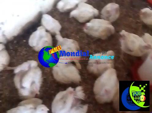 150 Poulets de 1,8 kg à vendre à Niague – 2 600 FCFA l’unité