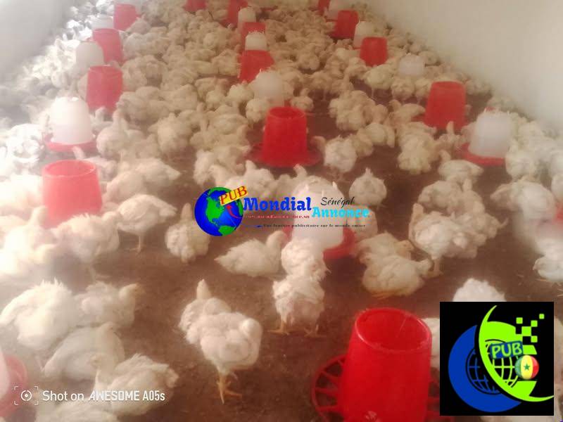 Khitma Poulet Group Service de Livraison de Poulet Contact 77 263 39 84