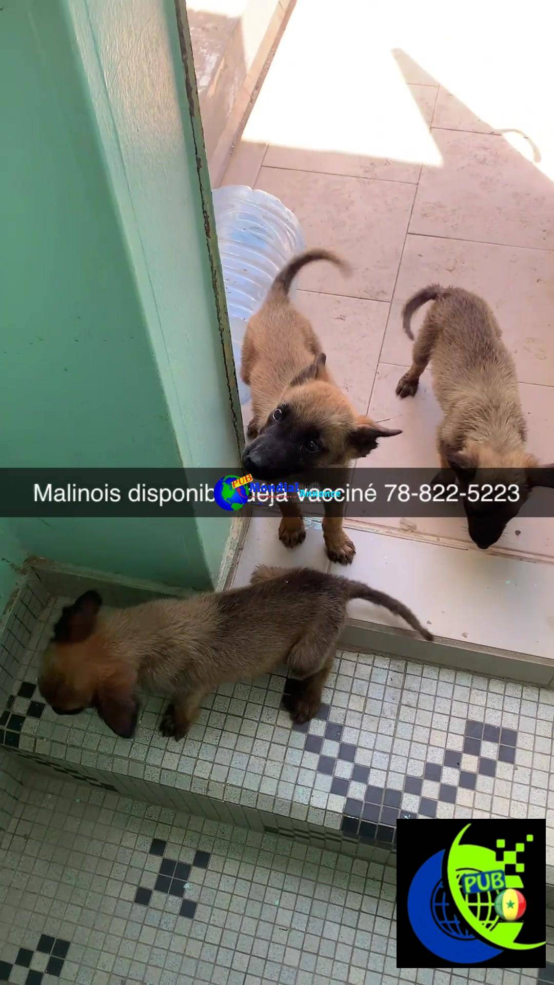 Chiots Berger Malinois (4 mois) – Vaccinés et Prêts à Rejoindre leur Famille