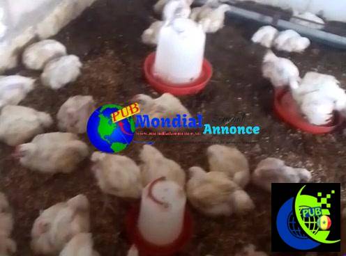 Poulets 1/8 disponibles à Niague – 2 600 FCFA seulement