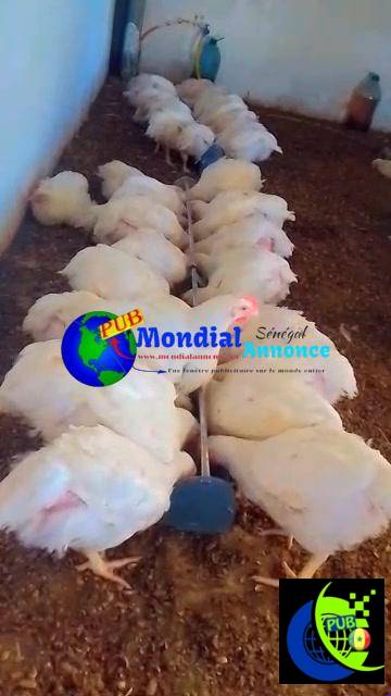 140 poulets de 2 kg sur pied disponibles à Niague – 2 700 FCFA