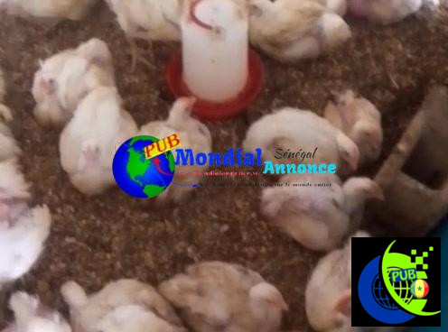 POULETS DE CHAIR DISPONIBLES À NIAGUE TEL763824746
