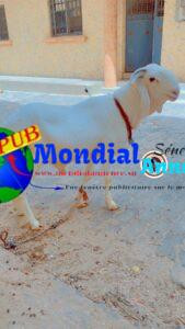 FB IMG 1778676466417