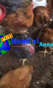 Poulets 