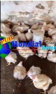 Poulet Frais