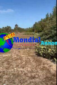 Terrain De 1 Hectare