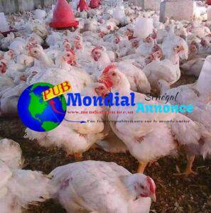 Poulets