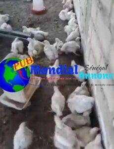 Poulets 