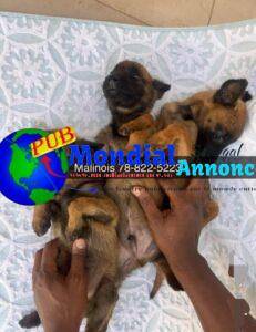 Chiots Bergers Malinois