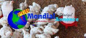 Poulets De Chair