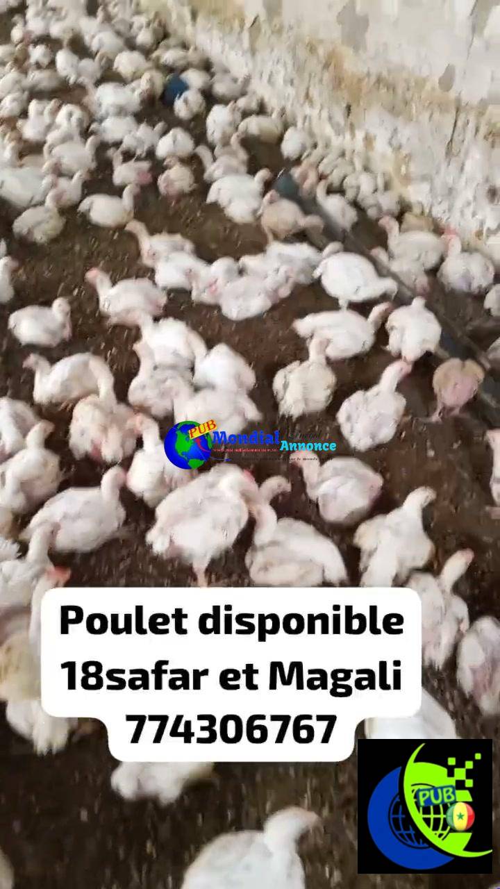Vente : Poulets de Chair sur Pieds (1,7 kg à 2,2 kg) à Malika (Dakar)