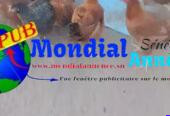 Poulets Bleue de Hollande (4 Mois et Demi) – Volailles de Race dispo à Dakar