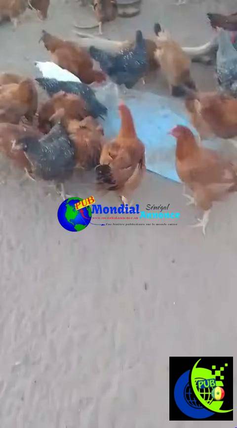Poulets Bleue de Hollande (4 Mois et Demi) – Volailles de Race dispo à Dakar