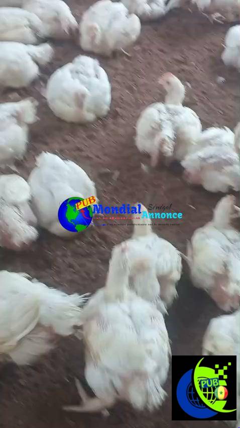 Poulets de chair à vendre à Mboro – 500 sujets à 2 800 F