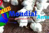 🐔 Poulets de chair disponibles pour Safar & Magal de Touba – 3 000 FCFA