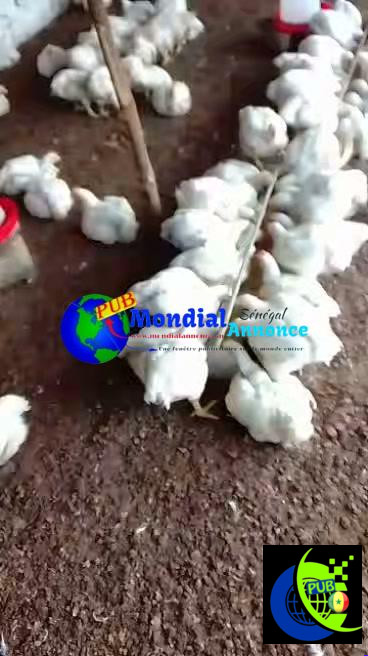 🐔 Poulets de chair disponibles pour Safar & Magal de Touba – 3 000 FCFA