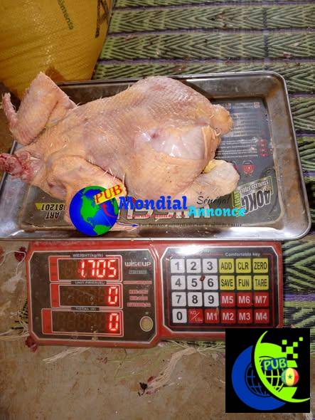 Poulets frais 1kg600 et 1kg700 disponibles
