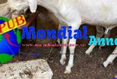 Vente de Mouton d’Élevage dispo à Dakar pour 95 000 F CFA