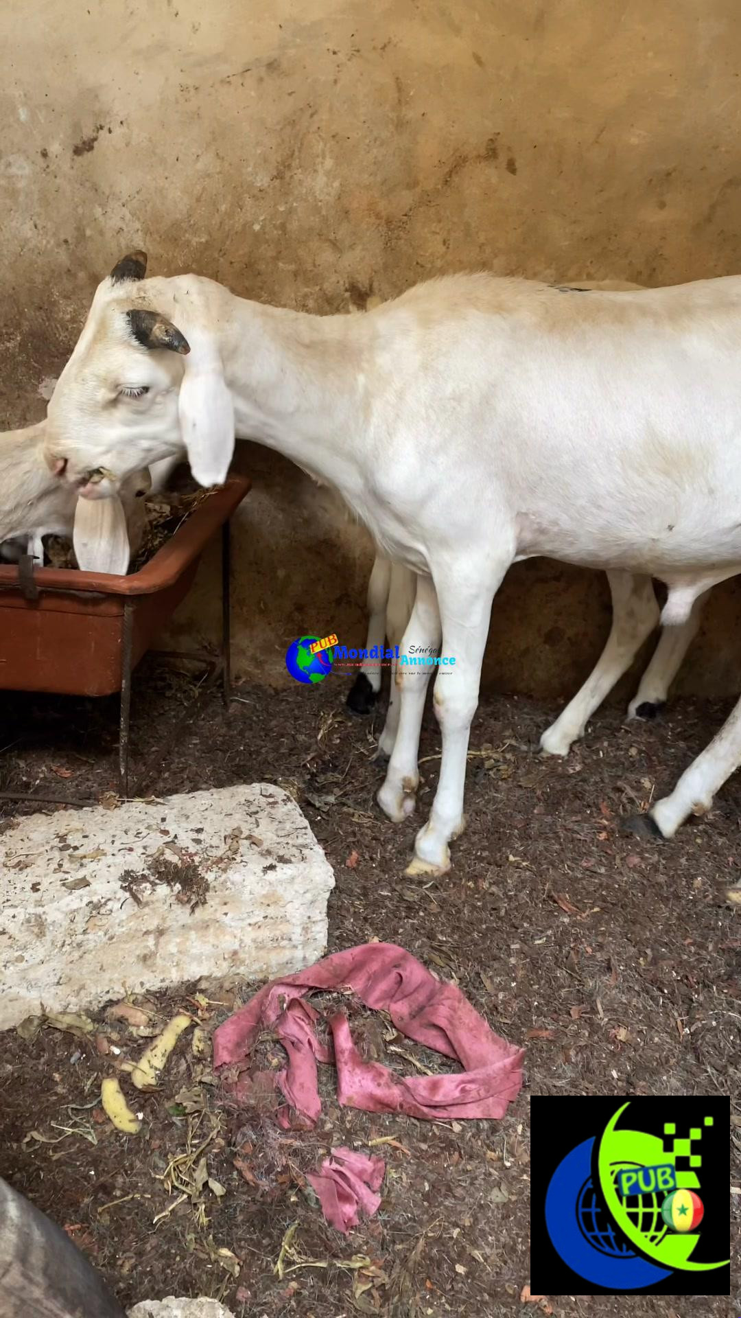 Vente de Mouton d’Élevage dispo à Dakar pour 95 000 F CFA