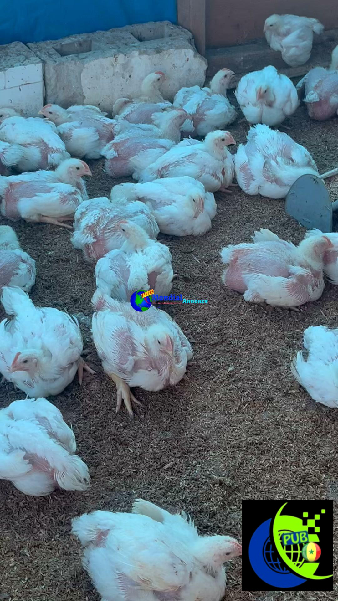 Poulets de Chair Frais en Gros – 1,5 kg à 1,6 kg disponibles