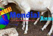 Vente de Moutons (Lot de 2 Moutons) disponibles à Pikine. Prix : 215 000 F CFA