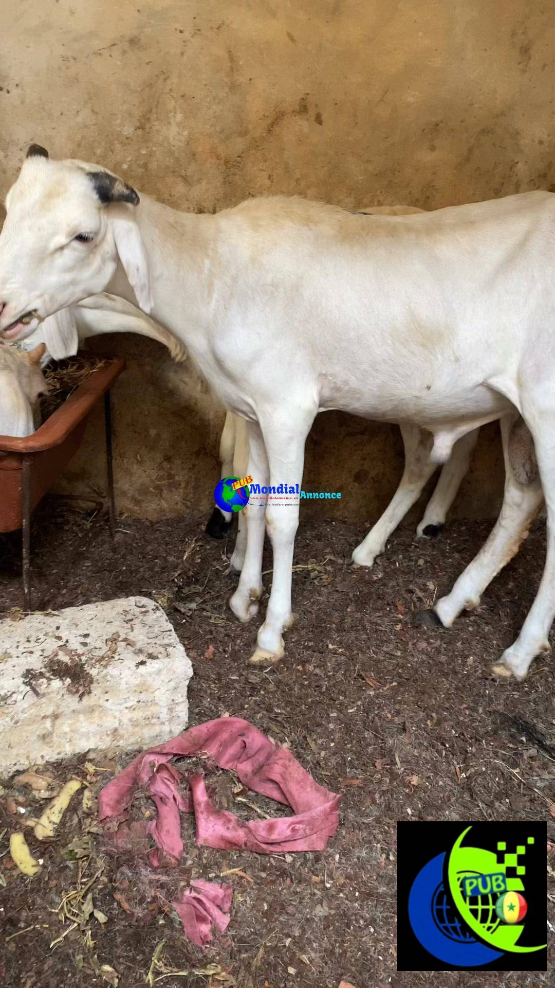 Vente de Moutons (Lot de 2 Moutons) disponibles à Pikine. Prix : 215 000 F CFA