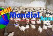 Vente : Poulets de Chair sur Pieds bien entretenus à Niague – Dakar