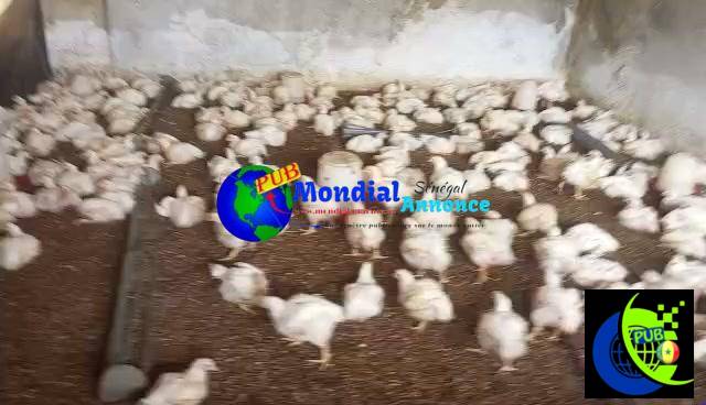Vente : Poulets de Chair sur Pieds bien entretenus à Niague – Dakar