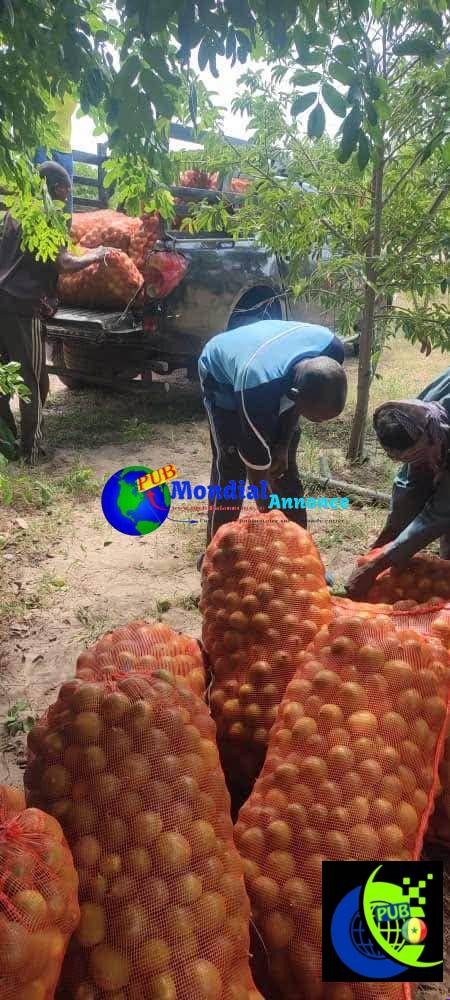 2 Hectares à vendre à Mboro – Village de Ndeune | Champ en production