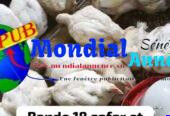 Stock de 500 Poulets sur Pieds à Malika – vendus en gros à partir de 50 Poulets