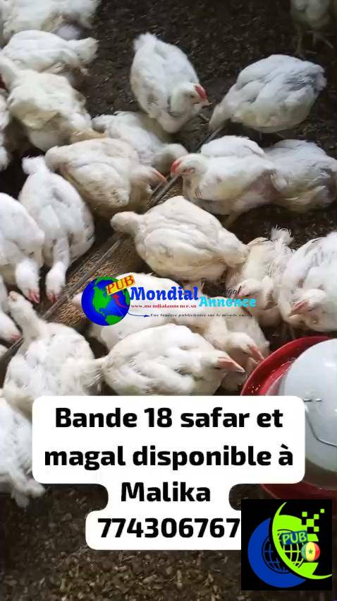 Stock de 500 Poulets sur Pieds à Malika – vendus en gros à partir de 50 Poulets